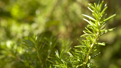 fresh and green rosemary plant receiving sunlight, details of the bushy branch