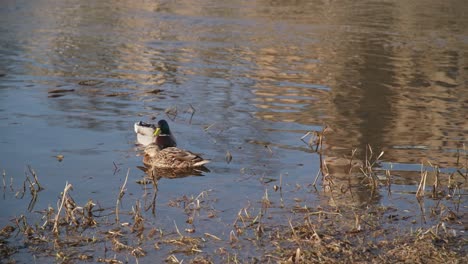 50 fps dos patos descansando en la orilla de un río con pasto acuático