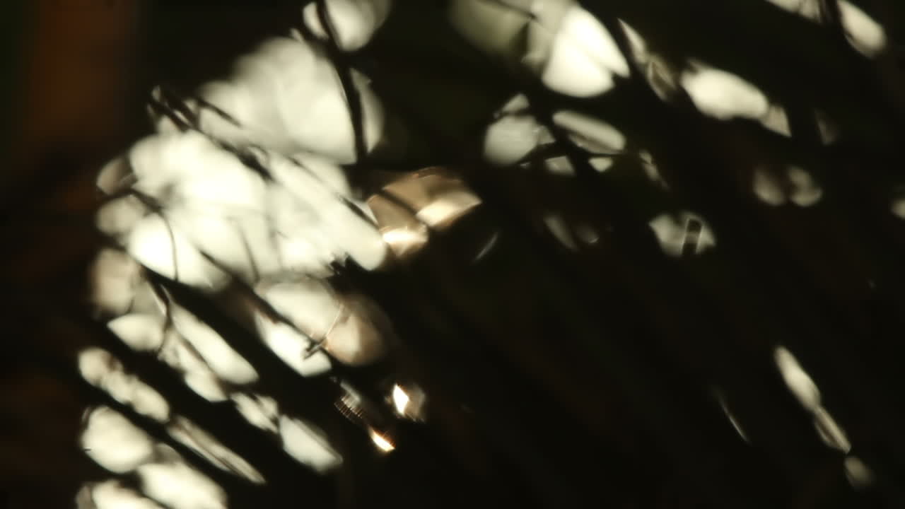 cancun palms video 19