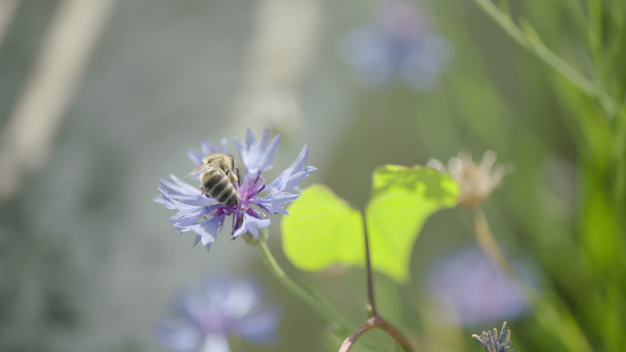 Ser ned på en fiolett blomst med en bie på