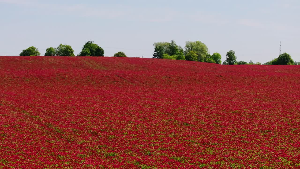 Bright countryside view of flowering clover fields in Dunalka Latvia