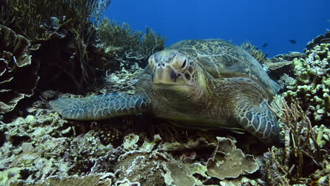 sea turtle lying on the reef in komodo