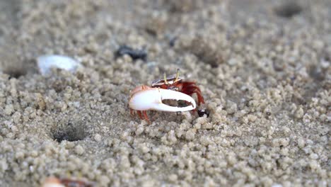남성 피들러 크래브 (austruca annulipes) 는 비대칭 발을 가지고 있으며, 물결이 낮을 때 모래 해변의 미네랄을 먹고 마시며, 해양 야생동물의 근접 촬영입니다.