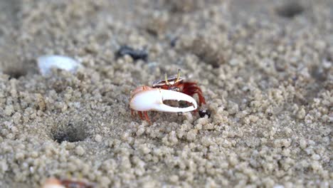 male fiddler crab, austruca annulipes with asymmetric claws, foraging and sipping on the minerals on the sandy beach during low tide period, close up shot of marine wildlife