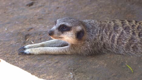 Nahaufnahme-Eines-Faulen-Erdmännchens,-Suricata-Suricatta,-Das-Sich-Flach-Auf-Den-Boden-Unter-Dem-Schatten-Legt-Und-Versucht,-Sich-Vom-Heißen-Wetter-Abzukühlen