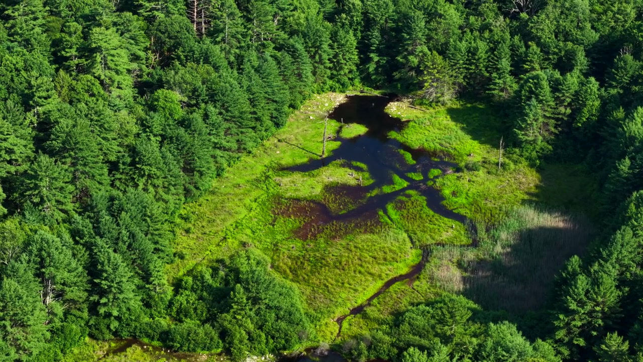 Superbes images aériennes capturant une zone humide ensoleillée entourée d'une dense forêt de conifères, présentant un feuillage vert vif, des ruisseaux sinueux, des eaux tranquilles et une lumière naturelle vue d'en haut