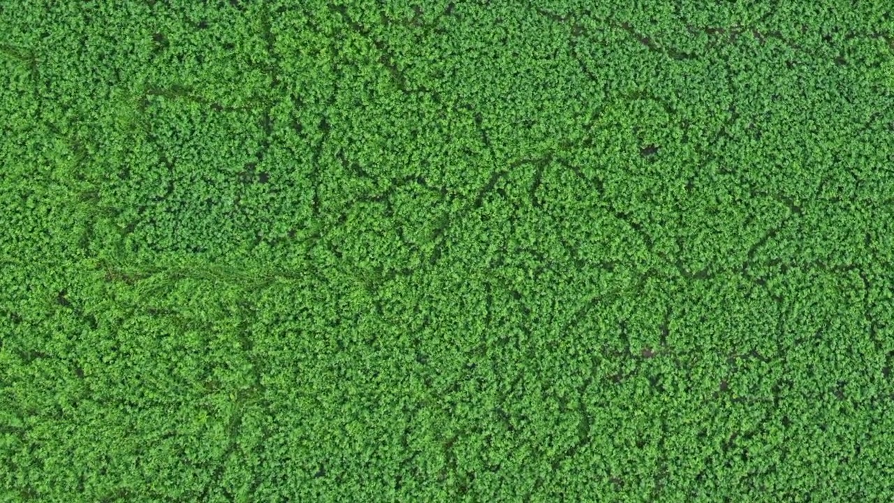 Drone footage flying forward over the lush green canopy of the amazon rainforest, revealing the immense and dense jungle treetop foliage covering the tropical landscape from a top-down perspective