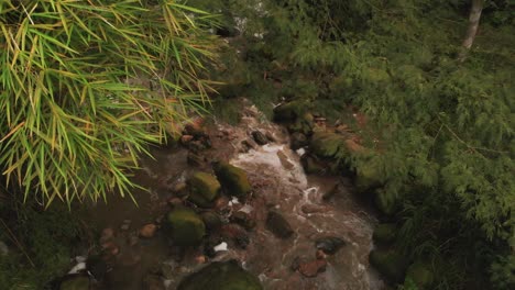 Toma-Aérea-Río-Arriba-Y-árboles-Alrededor