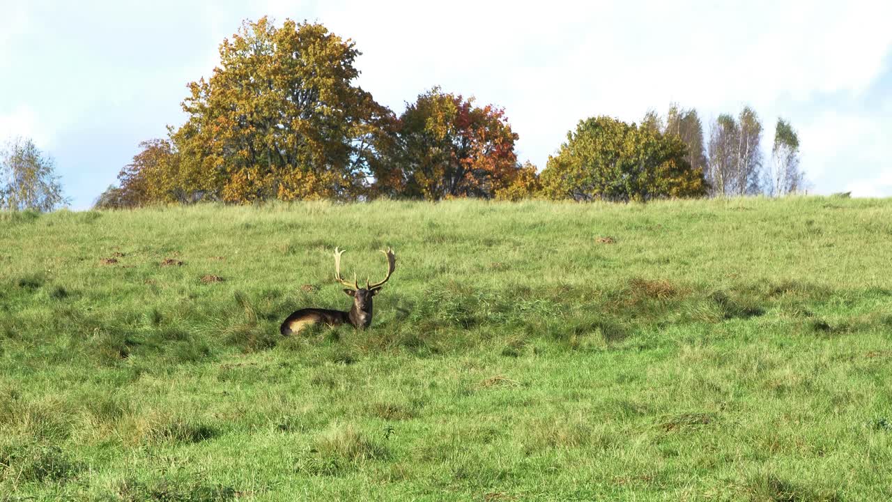 ciervo en barbecho con grandes cuernos comiendo hierba verde exuberante y durmiendo en el campo, cámara lenta, día soleado de otoño, concepto de vida silvestre, disparo de mano lejano