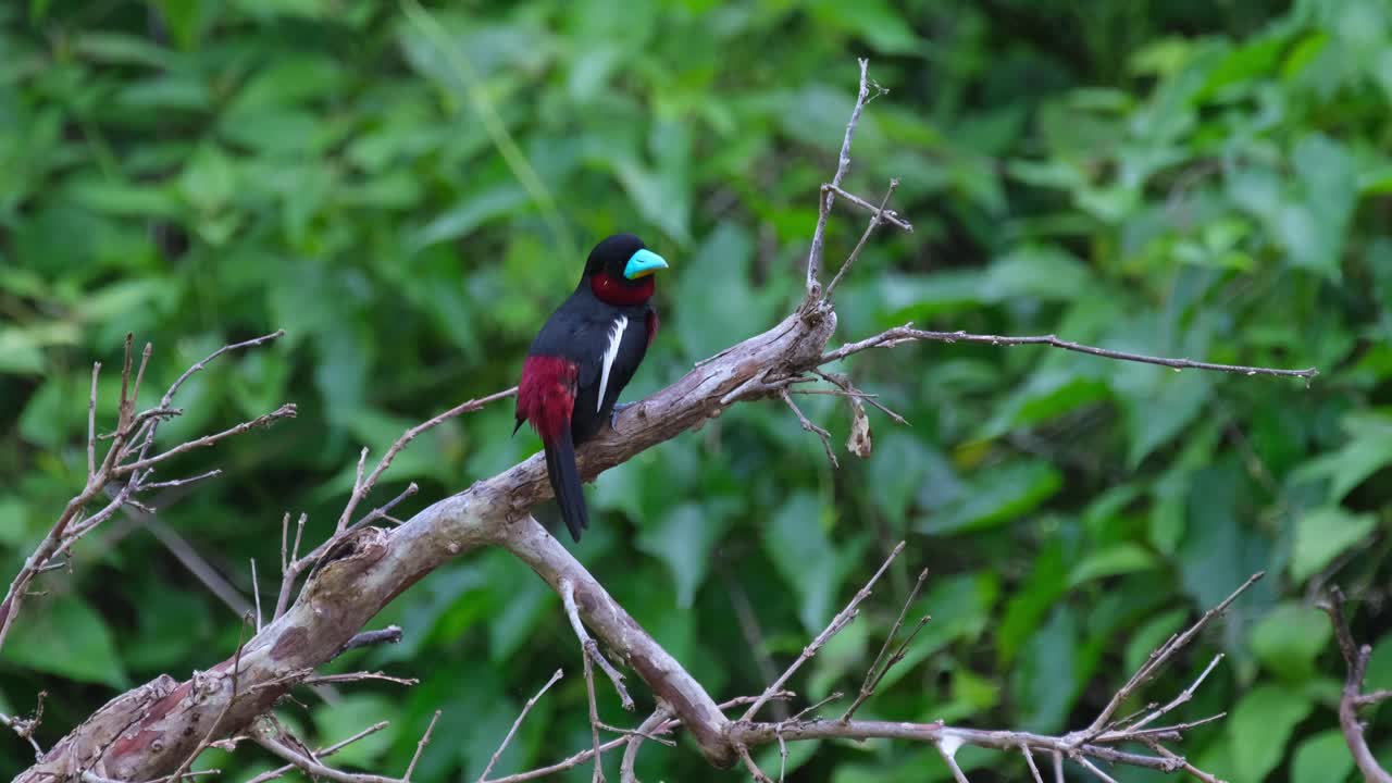 visto desde atrás mientras se prepara y luego salta para enfrentarse a la cámara, cymbirhynchus macrorhynchos de pico ancho negro y rojo, tailandia