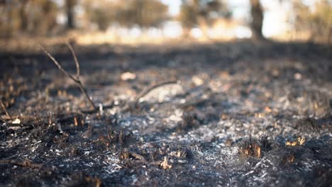 Primer-Plano-De-Seguimiento-Del-Suelo-Del-Bosque-Quemado