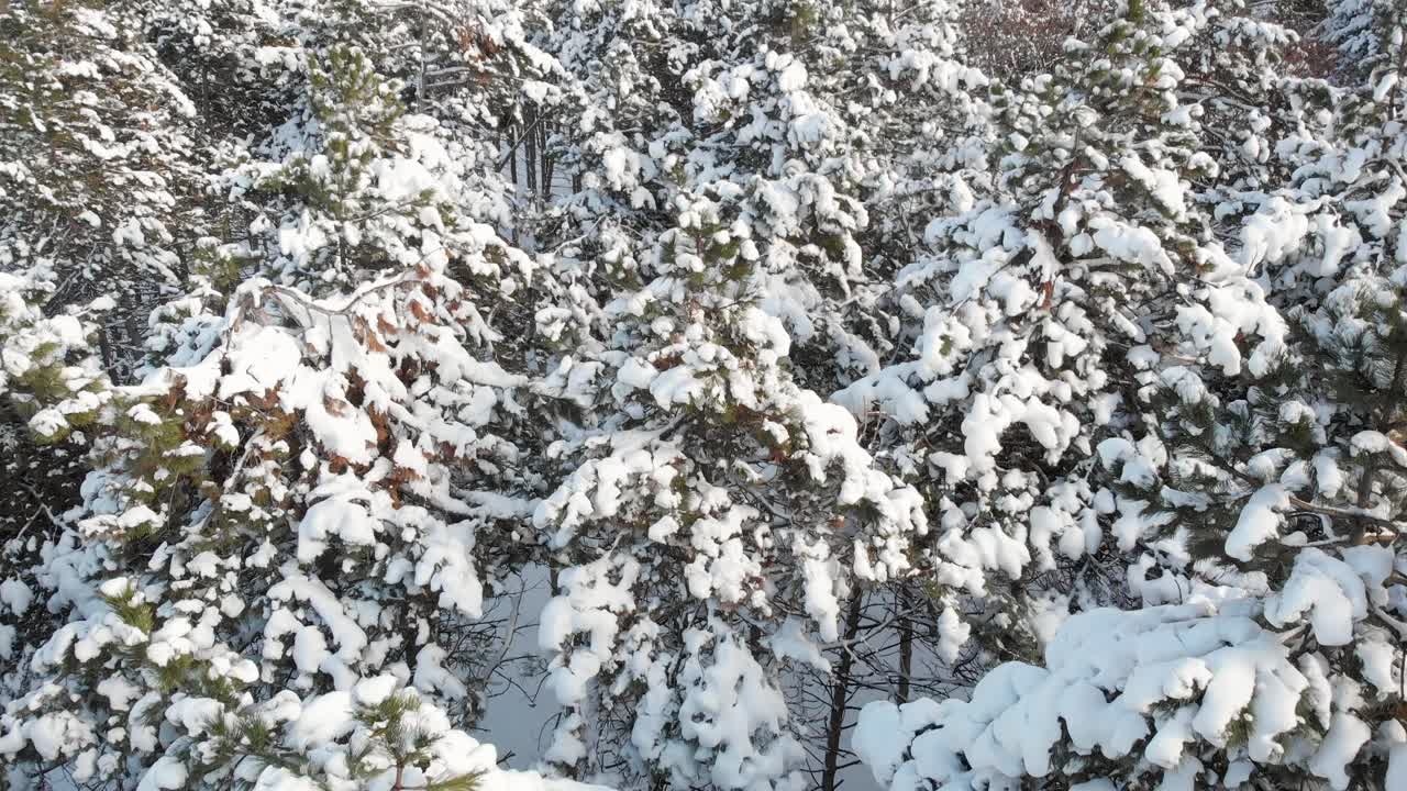 Snowy Trees in Winter Forest