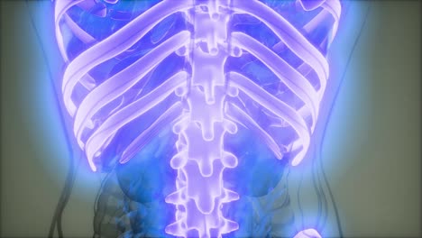 cuerpo humano transparente con huesos visibles