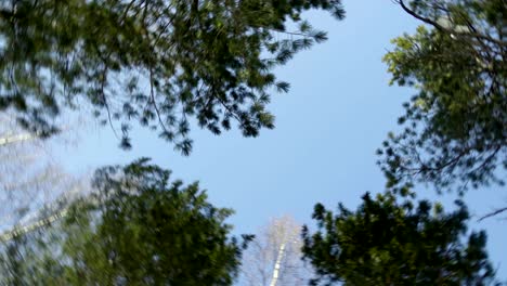 blue sky among the tops of the pine