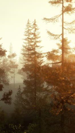 misty forest at sunrise