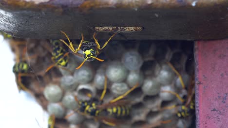 Europäische-Papierwespe,-Die-Auf-Einem-Metallelement-Vor-Dem-Nest-Sitzt