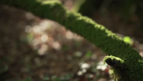 Large-tree,-covered-in-moss,-with-beautiful-sunlight-during-golden-hour