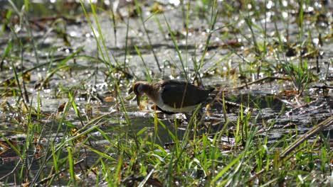 un joven jacana de alas de bronce en el pantano del parque nacional de chitwan en nepal