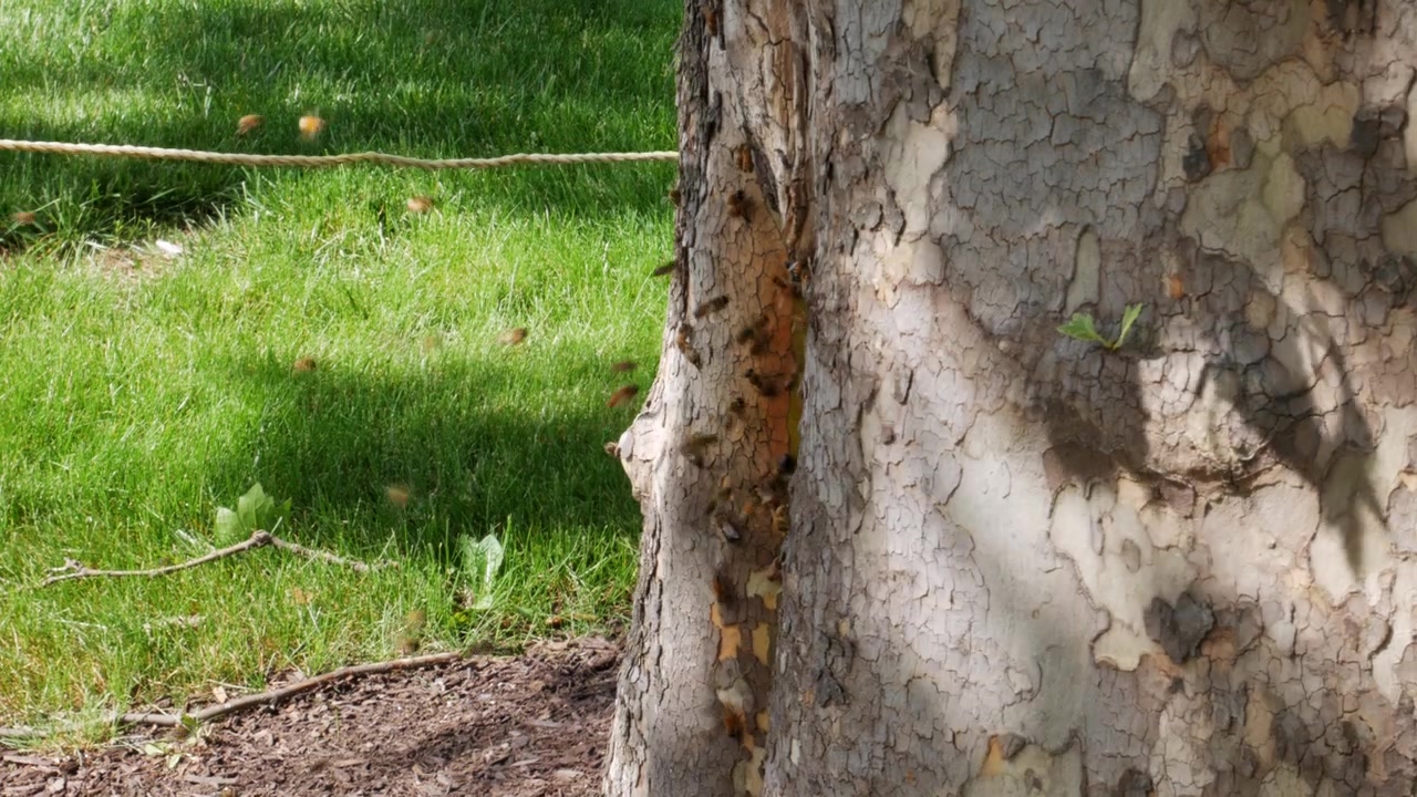 Honey bee swarming around and inside a tree on the campus of Ohio State University in Columbus, Ohio