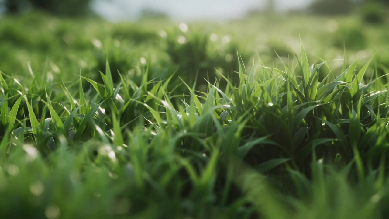 Telecamera in movimento che mette in risalto i dettagli dell'erba verde in un prato, con rugiada, bokeh della luce solare e alberi in lontananza.