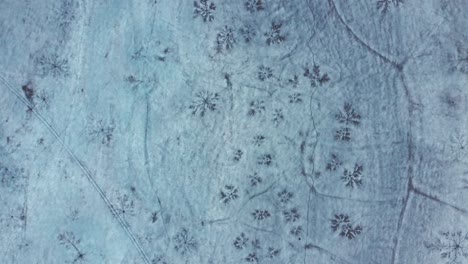 frozen snowflakes in ice