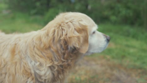 mooie oude goudharige labrador hond