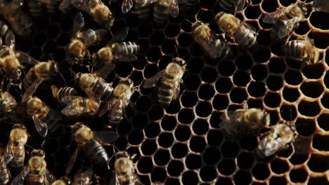 Close-up-of-honey-bee-frame-covered-with-bees