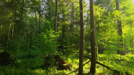 Suave-Material-De-Video-De-Drones-De-Un-Bosque-Mágico,-Exuberante-Y-Verde-Con-Una-Hermosa-Luz-Dorada-Durante-El-Verano