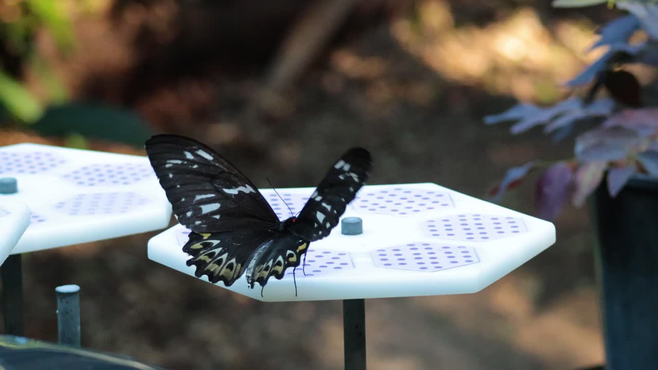 Farfalla che si nutre su una piattaforma nello Zoo di Melbourne