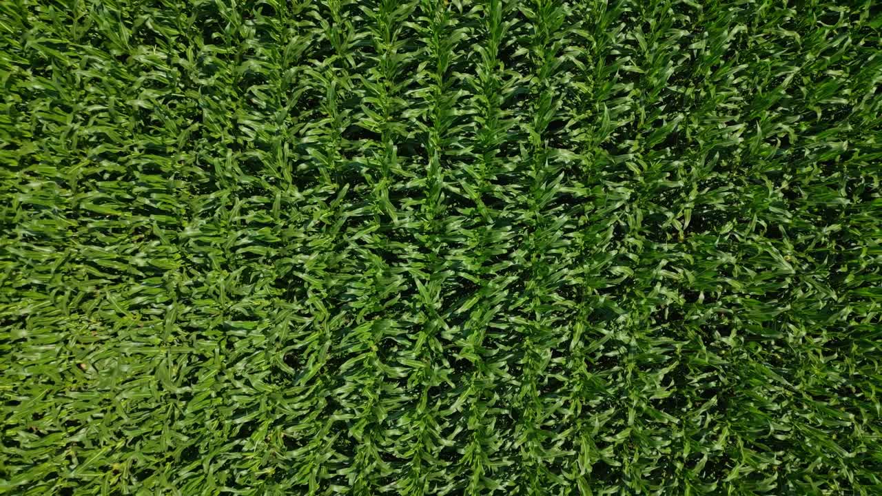 Aerial View of a Vibrant Green Cornfield