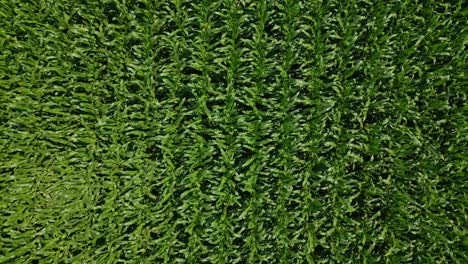 aerial view of a vibrant green cornfield