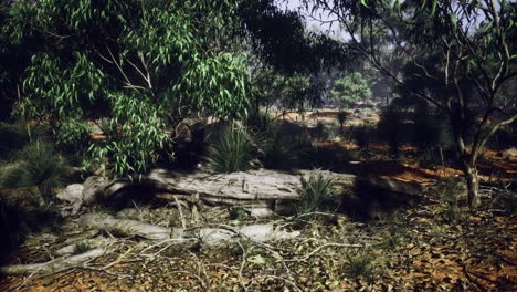 discovering hidden wonders in an enchanting forest during twilight hours