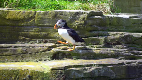 Beautiful-Common-Puffin-walking-on-rocks-in-wilderness-during-sunlight,close-up