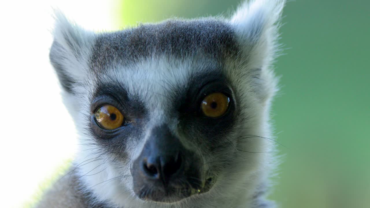 Um lêmure-de-cauda-anelada olha ao redor com curiosidade em um close-up com iluminação natural suave.