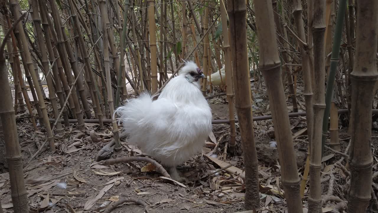 Pristine white silkie chicken navigating bamboo forest, gracefully weaving between lush green stalks with distinctive fluffy plumage and delicate movements
