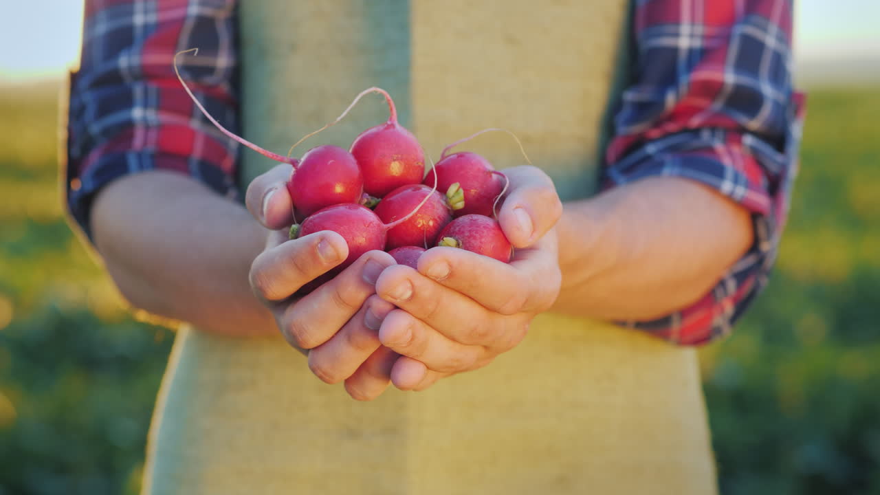 el agricultor sostiene un puñado de verduras orgánicas frescas de rábano de la granja