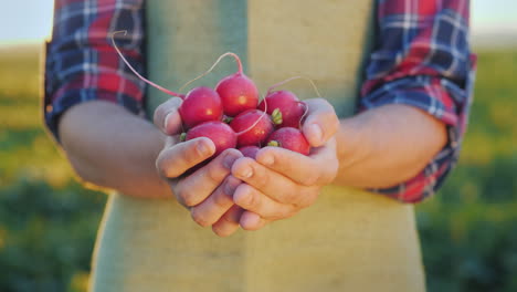 El-Agricultor-Está-Sosteniendo-Un-Puñado-De-Rábanos-Vegetales-Orgánicos-Frescos-De-La-Granja