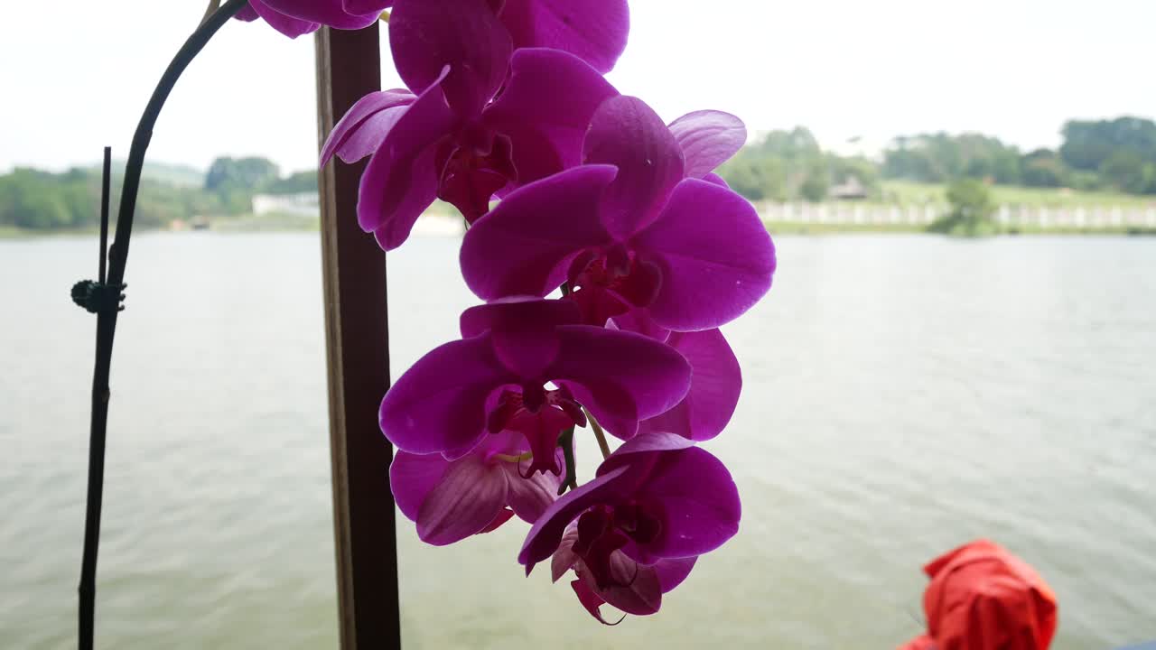 A red orchid was swaying in the wind by the lake.