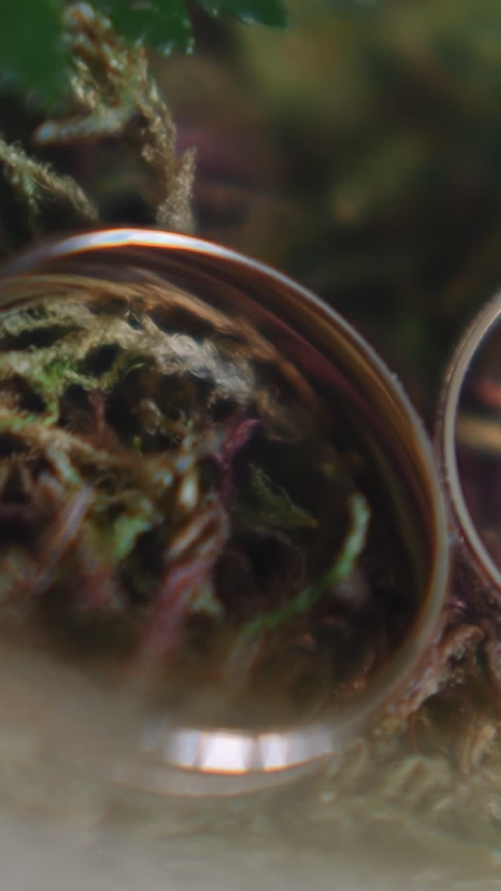 Set of gold wedding rings on thuja tree needles extreme closeup. Stylish jewelry accessories for bride and groom. Bridal ceremony necessary details