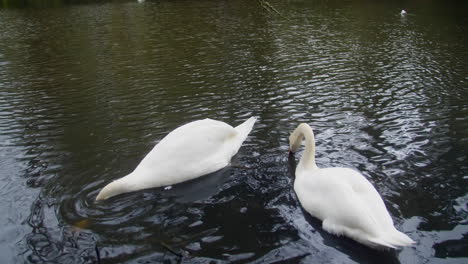 swans diving in water looking for food at boscawen wildlife park in truro, england