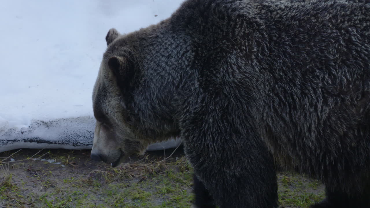 Primo piano di un grande orso grizzly marrone mentre si aggira in una fredda giornata invernale.