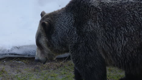 close up of a large, brown grizzly bear as he walks around on a cold, winter's day