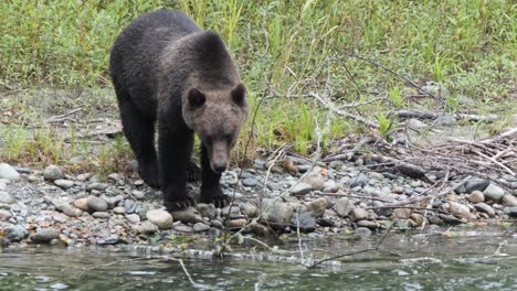 l'orso grizzly adulto si trova sulla riva del fiume in cerca di salmone da deposizione delle uova