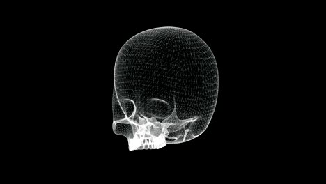 hologram screen of skull cranium without mandible bone in the human body - loop