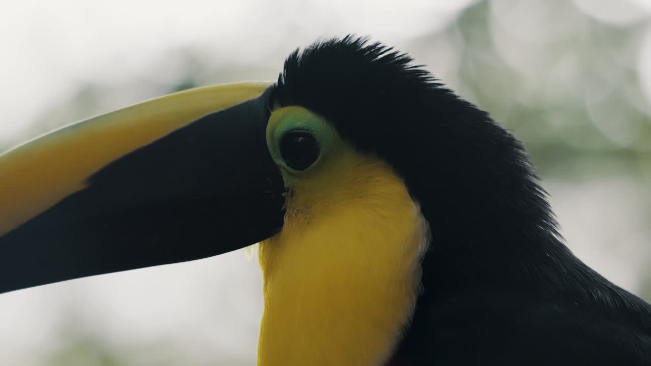Side View Of Yellow-throated Toucan In Its Habitat