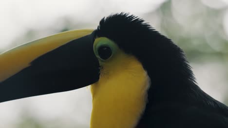 Side-View-Of-Yellow-throated-Toucan-In-Its-Habitat