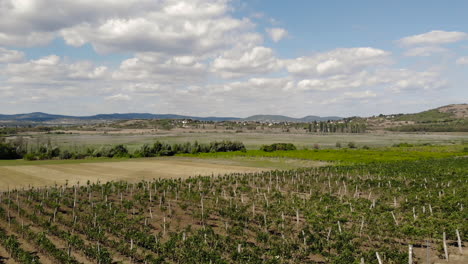 despegue en un viñedo en un dron soleado que se eleva sobre el paisaje toscano