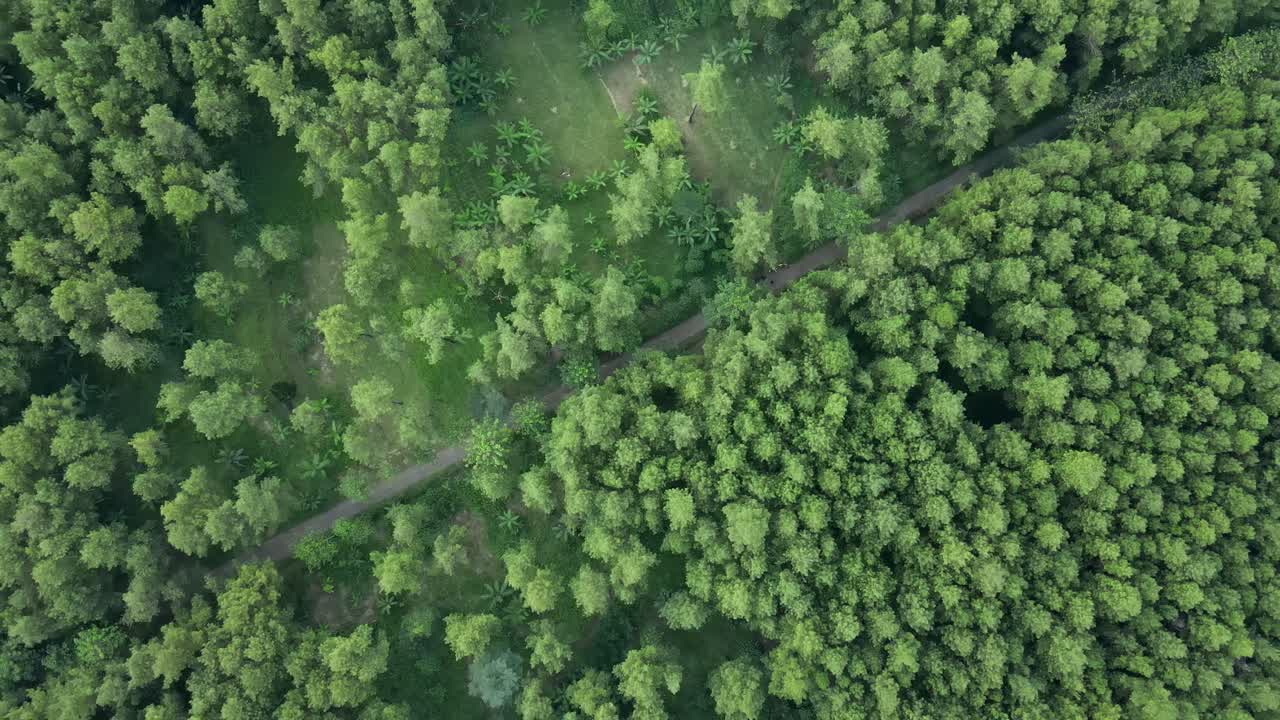 4K footage of a lush pine tree plantation in the mountains. The stunning aerial view showcases the endless rows of towering trees, highlighting the natural beauty and peaceful atmosphere of the area