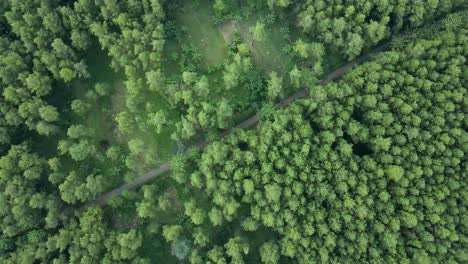 4k footage of a lush pine tree plantation in the mountains. the stunning aerial view showcases the endless rows of towering trees, highlighting the natural beauty and peaceful atmosphere of the area
