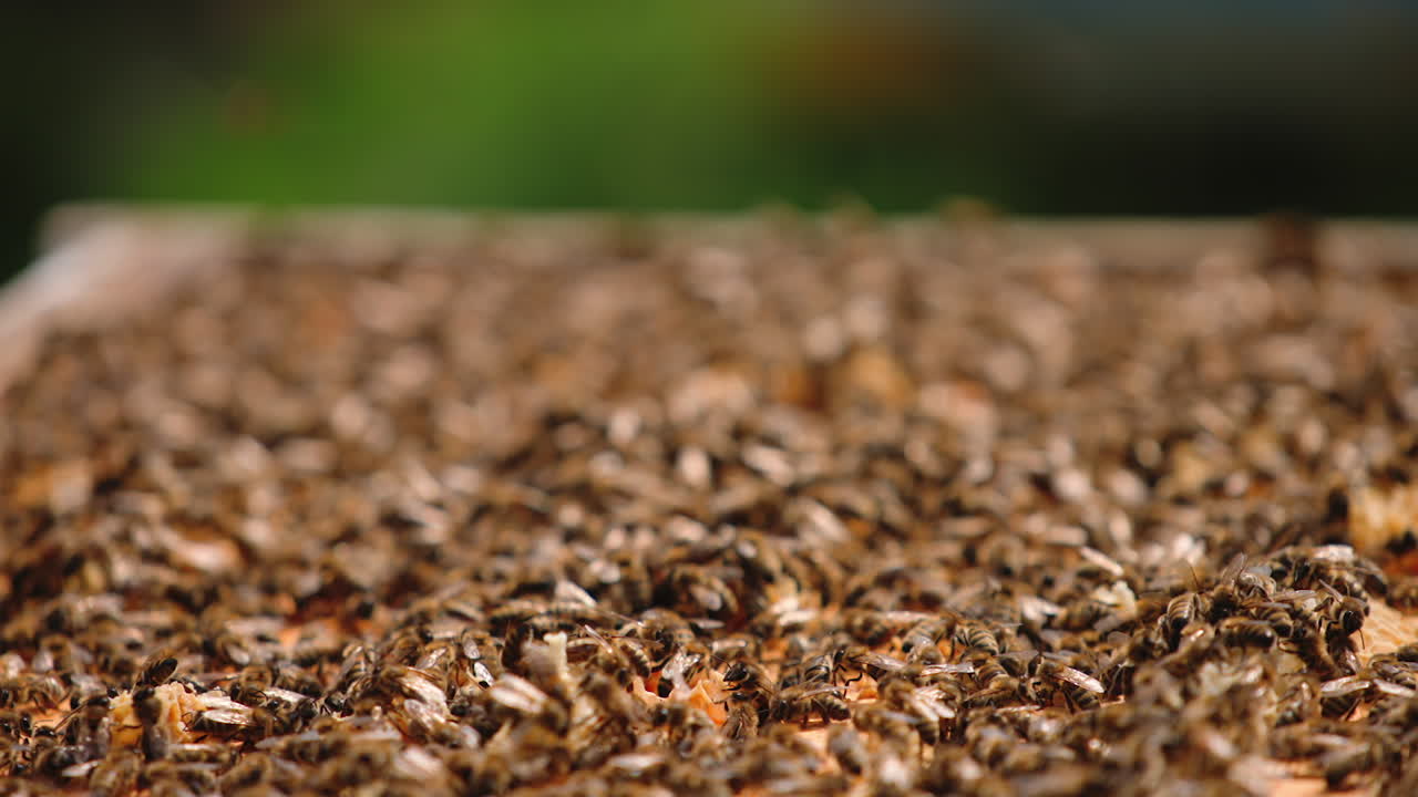 Shot of bee frame. Close up of frame with a lot of honeycombs